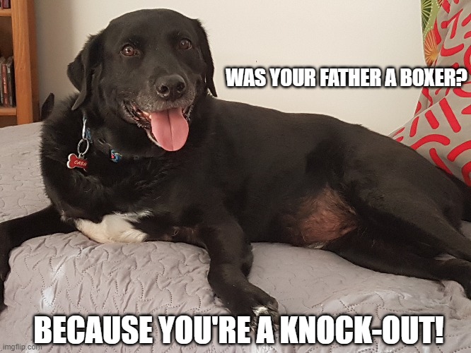 Cheesy Pick-up Lines | WAS YOUR FATHER A BOXER? BECAUSE YOU'RE A KNOCK-OUT! | image tagged in funny animals | made w/ Imgflip meme maker