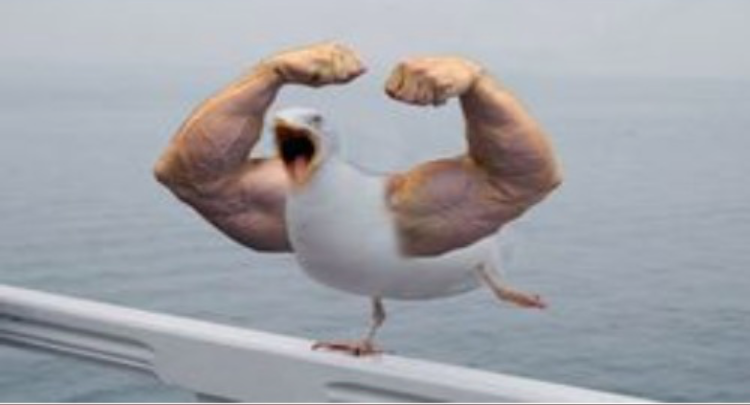 Muscle Arms Duck Blank Meme Template