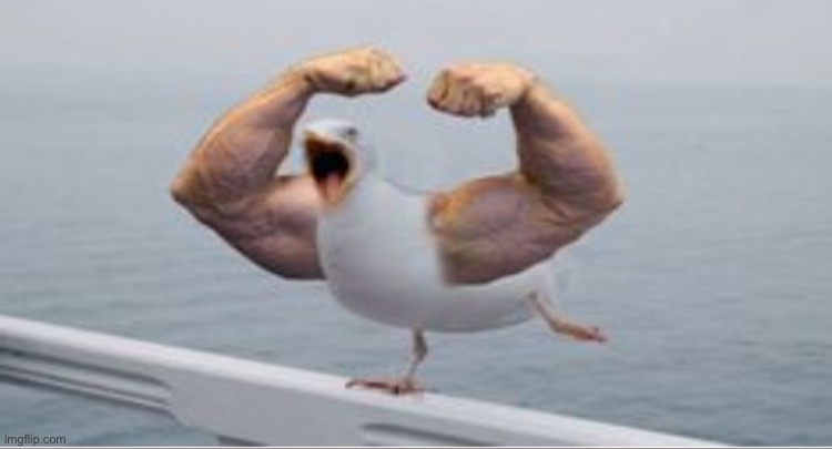 For when you need it | image tagged in muscle arms duck,new template | made w/ Imgflip meme maker