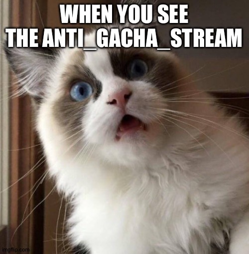 We don't need another war! | WHEN YOU SEE THE ANTI_GACHA_STREAM | image tagged in astonished cat | made w/ Imgflip meme maker