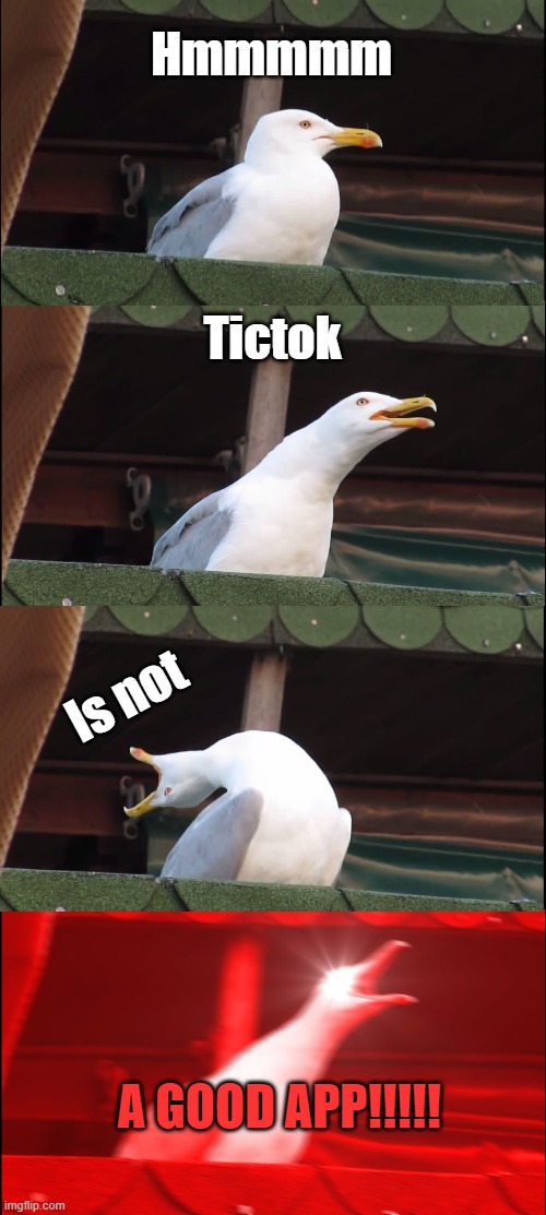 Inhaling Seagull Meme | Hmmmmm; Tictok; Is not; A GOOD APP!!!!! | image tagged in memes,inhaling seagull | made w/ Imgflip meme maker
