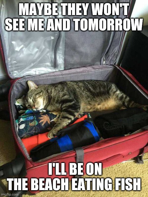 A STOWAWAY | MAYBE THEY WON'T SEE ME AND TOMORROW; I'LL BE ON THE BEACH EATING FISH | image tagged in cats,funny cats | made w/ Imgflip meme maker