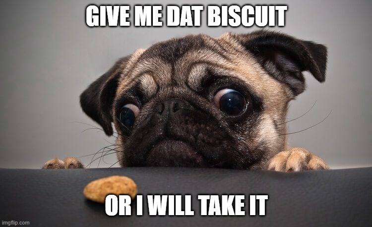 meme | GIVE ME DAT BISCUIT; OR I WILL TAKE IT | image tagged in pugs | made w/ Imgflip meme maker