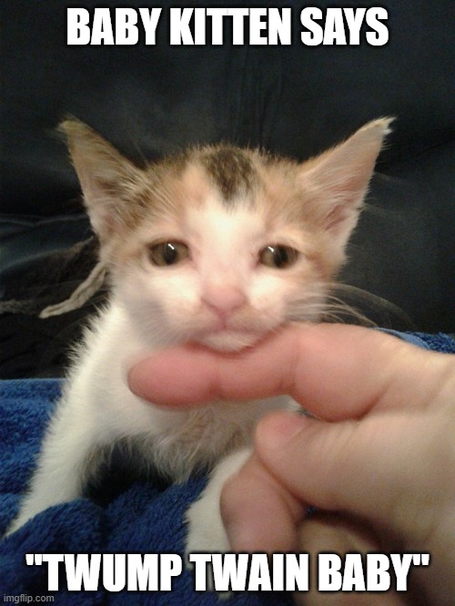 BABY KITTEN SAYS; "TWUMP TWAIN BABY" | image tagged in kitten,maga | made w/ Imgflip meme maker