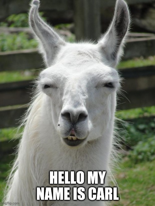 Llama glare | HELLO MY NAME IS CARL | image tagged in llama glare | made w/ Imgflip meme maker