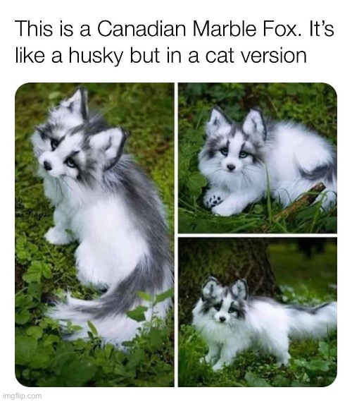 Behold Husky-Cat. | image tagged in cat,husky,repost,cute cat,cute cats,cute | made w/ Imgflip meme maker