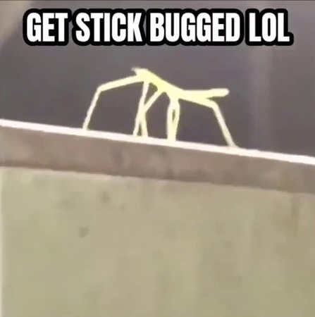 High Quality Get stick bugged lol Blank Meme Template
