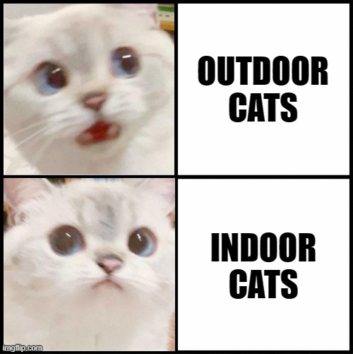 cute white cat template | OUTDOOR CATS; INDOOR CATS | image tagged in cute white cat template | made w/ Imgflip meme maker