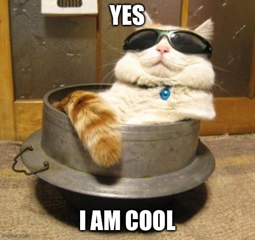 Cool cat | YES I AM COOL | image tagged in cool cat | made w/ Imgflip meme maker