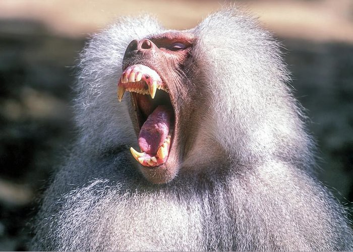 High Quality baboon Blank Meme Template