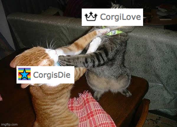 oh shit it's on | image tagged in cats fighting,corgi,memes | made w/ Imgflip meme maker