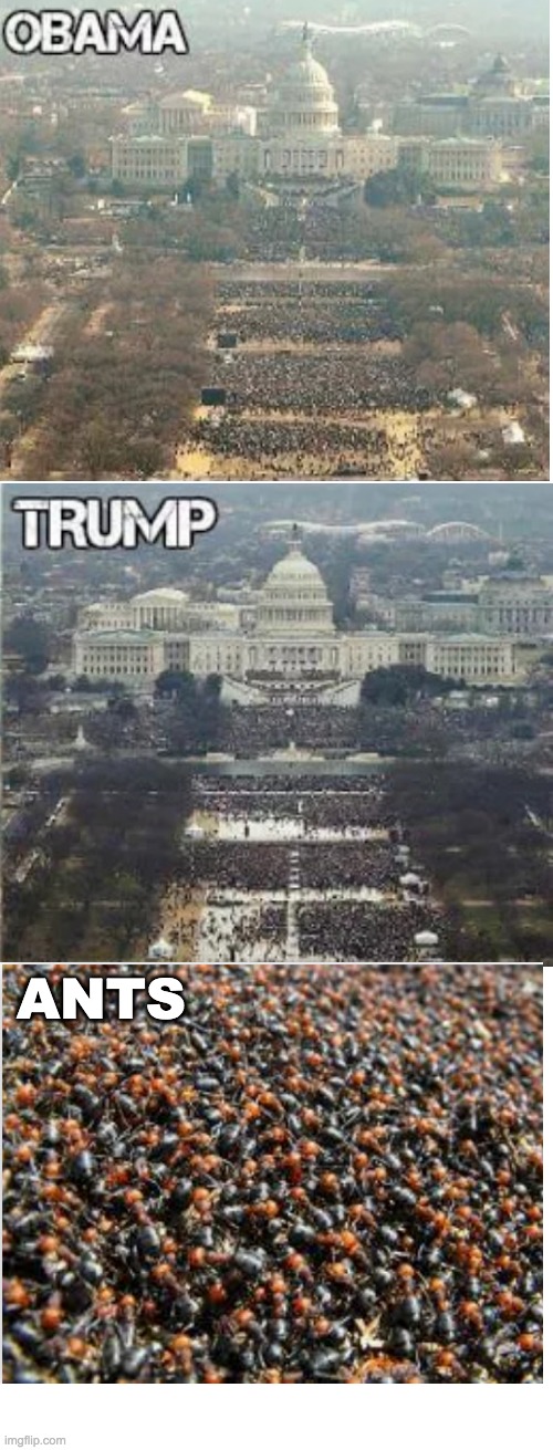 ANTS!>jcjer | ANTS | image tagged in ants,crowds,meme,unfunny | made w/ Imgflip meme maker