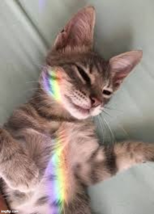 rainbow cat | image tagged in rainbow,lgbtq,cat,cats | made w/ Imgflip meme maker