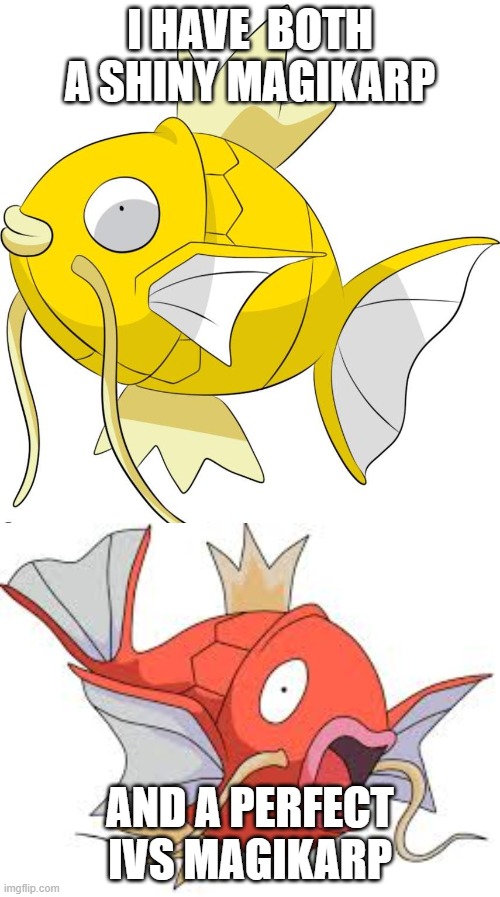 this is in pokemon go so which one should I evolve | I HAVE  BOTH A SHINY MAGIKARP; AND A PERFECT IVS MAGIKARP | image tagged in magikarp,gyrados,pokemon go,pokemon,evolution,evolve | made w/ Imgflip meme maker