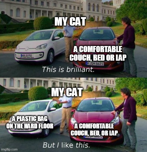 does anyone else's cat do this? | MY CAT; A COMFORTABLE COUCH, BED OR LAP; MY CAT; A PLASTIC BAG ON THE HARD FLOOR; A COMFORTABLE COUCH, BED, OR LAP | image tagged in this is brilliant but i like this | made w/ Imgflip meme maker