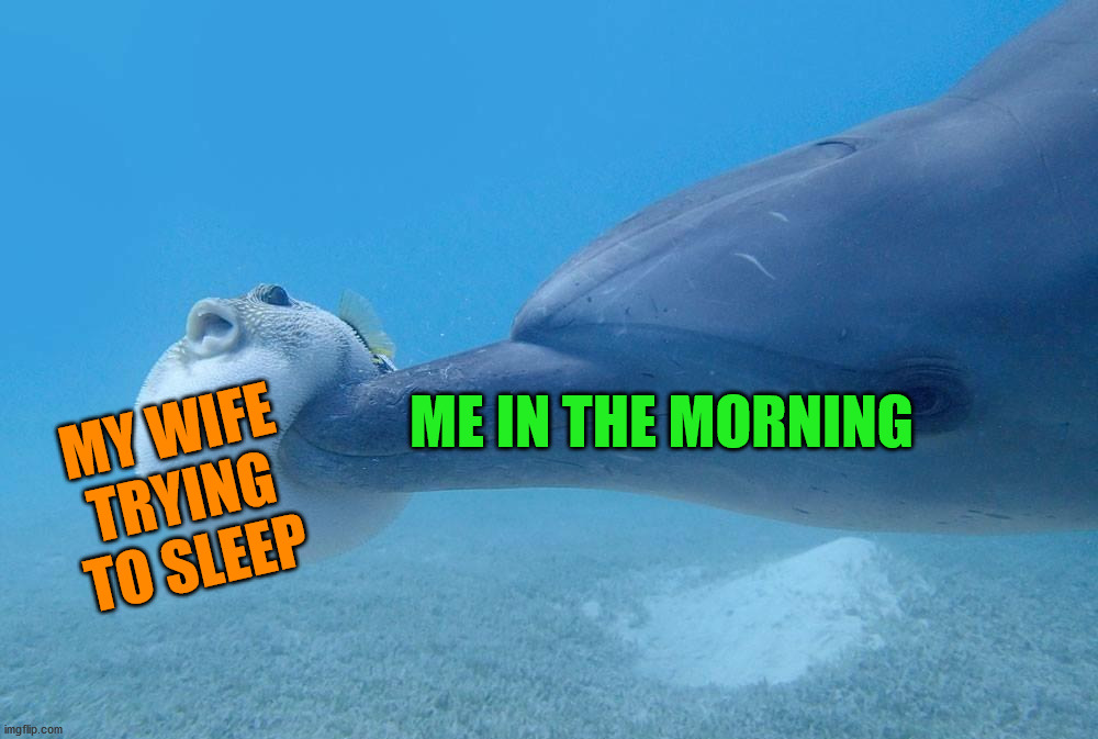 Bumping into one another. |  MY WIFE TRYING TO SLEEP; ME IN THE MORNING | image tagged in wife,sleeping beauty,good morning | made w/ Imgflip meme maker