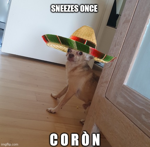 Corona Dog | SNEEZES ONCE; C O R Ò N | image tagged in covid-19,coronavirus,covid,corona,chihuahua | made w/ Imgflip meme maker
