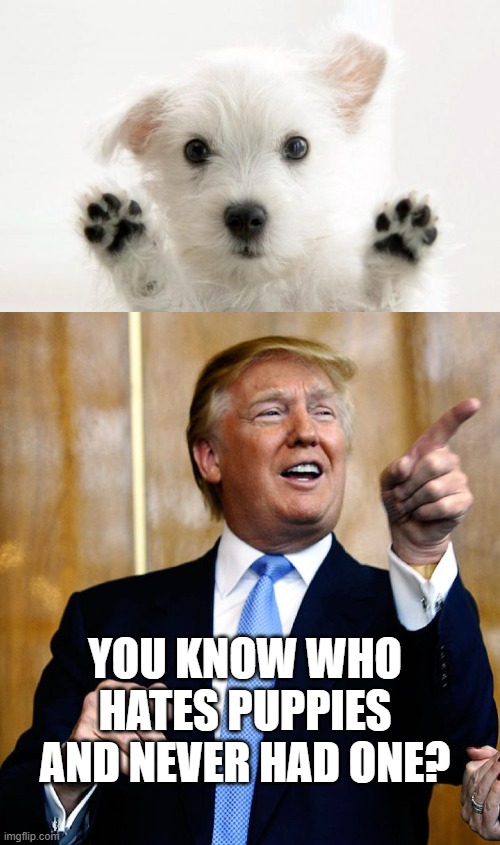 Never trust someone who hates puppies | YOU KNOW WHO HATES PUPPIES AND NEVER HAD ONE? | image tagged in cute dog,donal trump birthday,trump is evil,impeach trump,maga,dogs | made w/ Imgflip meme maker