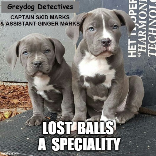 Dog Detectives | LOST  BALLS  A  SPECIALITY | image tagged in lost in translation | made w/ Imgflip meme maker