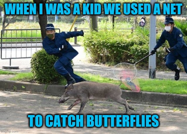 Times change | WHEN I WAS A KID WE USED A NET; TO CATCH BUTTERFLIES | image tagged in butterfly cat hin,pig | made w/ Imgflip meme maker