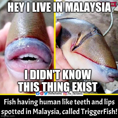 1malaysia | HEY I LIVE IN MALAYSIA; I DIDN'T KNOW THIS THING EXIST | image tagged in fish | made w/ Imgflip meme maker