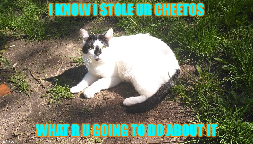 mischief | I KNOW I STOLE UR CHEETOS; WHAT R U GOING TO DO ABOUT IT | image tagged in mischief | made w/ Imgflip meme maker