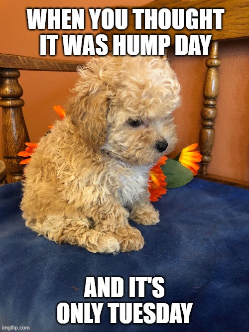 Tuesday | WHEN YOU THOUGHT IT WAS HUMP DAY; AND IT'S ONLY TUESDAY | image tagged in meme,funny memes,work,hump day,tuesday,long day | made w/ Imgflip meme maker