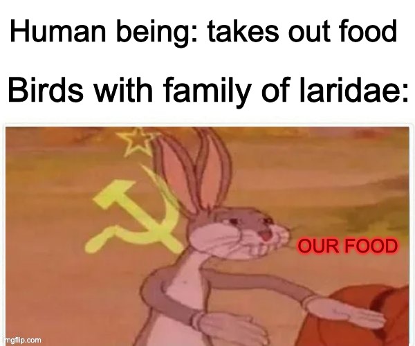 communist bugs bunny | Human being: takes out food; Birds with family of laridae:; OUR FOOD | image tagged in communist bugs bunny | made w/ Imgflip meme maker