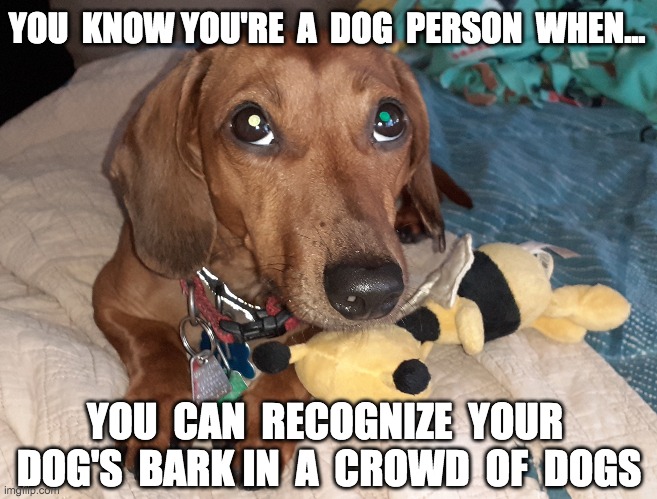 Dog's Bark | YOU  KNOW YOU'RE  A  DOG  PERSON  WHEN... YOU  CAN  RECOGNIZE  YOUR  DOG'S  BARK IN  A  CROWD  OF  DOGS | image tagged in dogs,funny,humor,memes,animals,cute | made w/ Imgflip meme maker