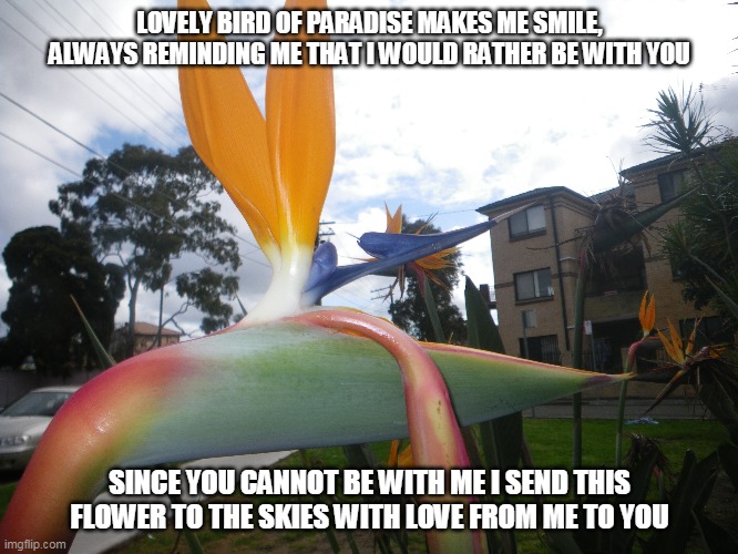 Bird of Paradise | LOVELY BIRD OF PARADISE MAKES ME SMILE, ALWAYS REMINDING ME THAT I WOULD RATHER BE WITH YOU; SINCE YOU CANNOT BE WITH ME I SEND THIS FLOWER TO THE SKIES WITH LOVE FROM ME TO YOU | image tagged in bird of paradise,love,flowers | made w/ Imgflip meme maker