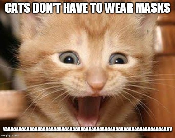 MASKS AND CATS | CATS DON'T HAVE TO WEAR MASKS; YAAAAAAAAAAAAAAAAAAAAAAAAAAAAAAAAAAAAAAAAAAAAAAAAAAAAAAAAAAAAAY | image tagged in memes,excited cat | made w/ Imgflip meme maker