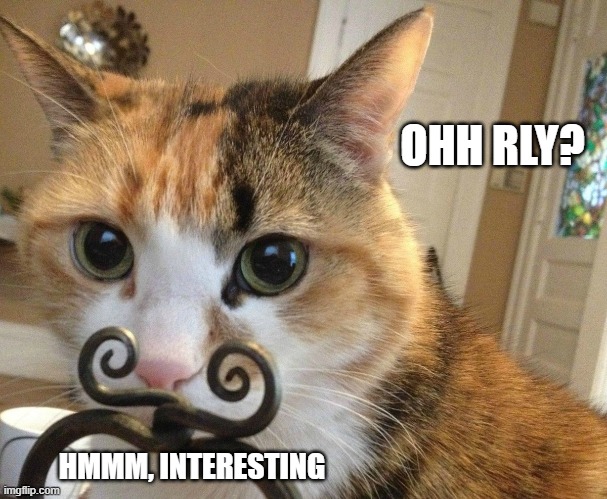 OHH RLY? HMMM, INTERESTING | image tagged in oh really,funny cats,smart cat | made w/ Imgflip meme maker
