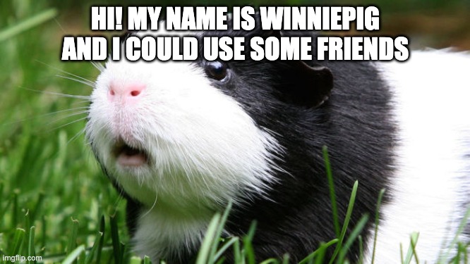 Hi! I'm Winniepig | HI! MY NAME IS WINNIEPIG AND I COULD USE SOME FRIENDS | image tagged in scared guinea pig | made w/ Imgflip meme maker