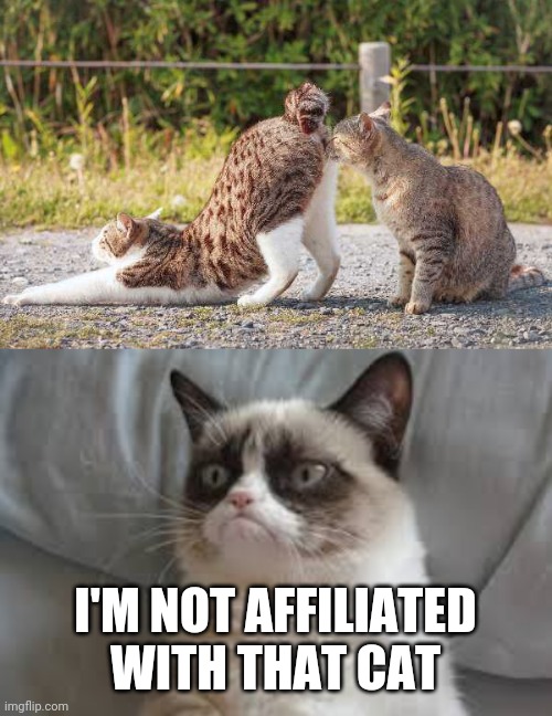 CATS WILL BE CATS | I'M NOT AFFILIATED WITH THAT CAT | image tagged in grumpy cat,cats,funny cats | made w/ Imgflip meme maker