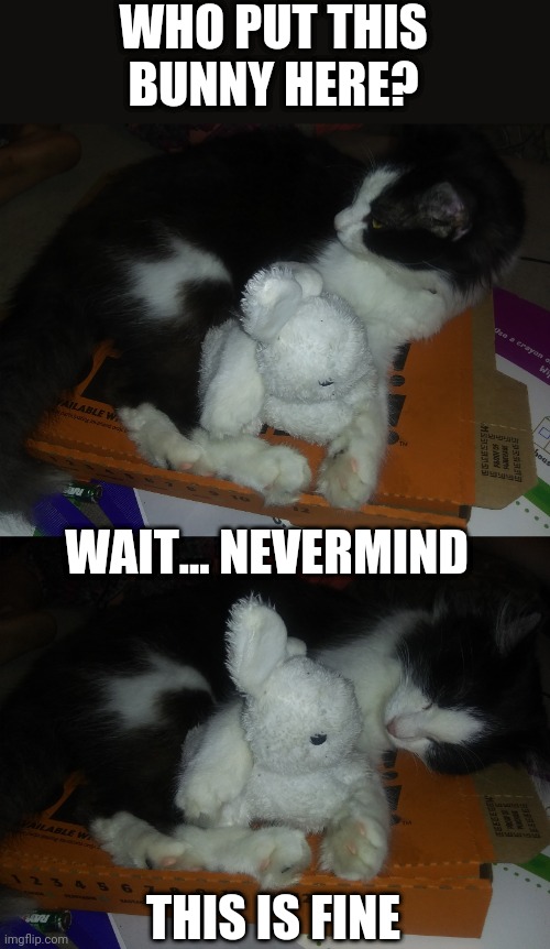 HE'S GOT A BEDTIME BUDDY | WHO PUT THIS BUNNY HERE? WAIT... NEVERMIND; THIS IS FINE | image tagged in cats,funny cats,sleeping cat | made w/ Imgflip meme maker