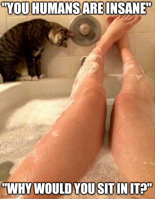 KITTY DOESN'T UNDERSTAND "HUMAN" BATHS | "YOU HUMANS ARE INSANE"; "WHY WOULD YOU SIT IN IT?" | image tagged in cats,funny cats | made w/ Imgflip meme maker