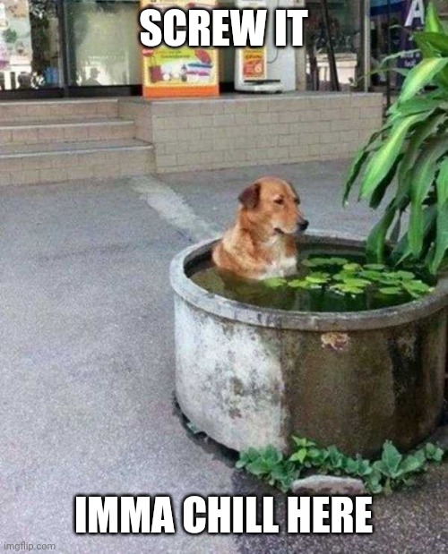 MUST BE A HOT DAY | SCREW IT; IMMA CHILL HERE | image tagged in dogs,funny dogs | made w/ Imgflip meme maker