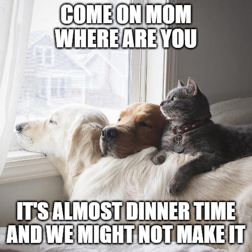 Dinner Time | COME ON MOM
WHERE ARE YOU; IT'S ALMOST DINNER TIME AND WE MIGHT NOT MAKE IT | image tagged in dogs,cats,memes,fun,funny,2020 | made w/ Imgflip meme maker