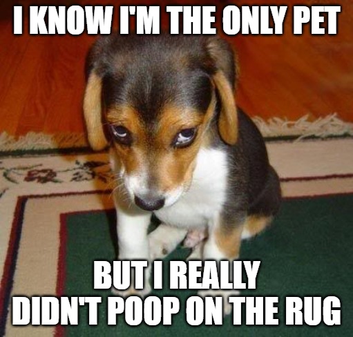 Dad was pretty drunk last night | I KNOW I'M THE ONLY PET; BUT I REALLY DIDN'T POOP ON THE RUG | image tagged in dogs,poop,fun,memes,funny,2020 | made w/ Imgflip meme maker