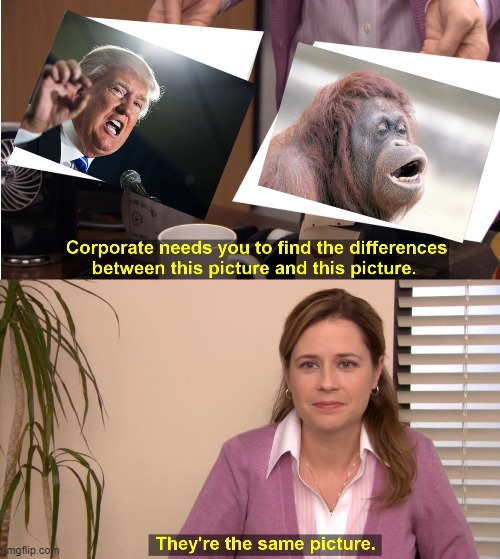 The monkey is smarter | image tagged in they're the same picture,donald trump,monkeys,iq,same,dumb | made w/ Imgflip meme maker