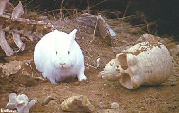 Monty Python rabbit | image tagged in monty python rabbit | made w/ Imgflip meme maker