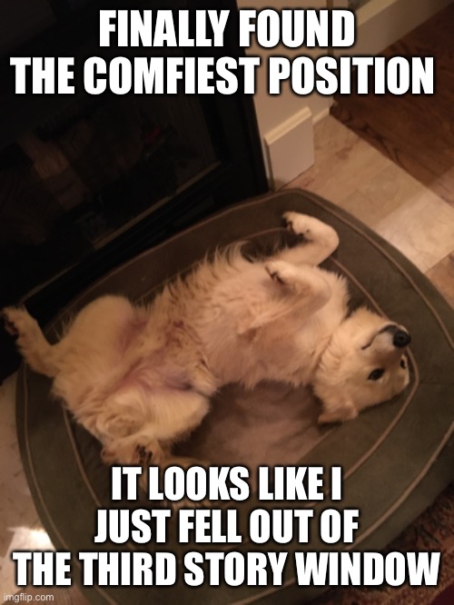 Comfiest position | FINALLY FOUND THE COMFIEST POSITION; IT LOOKS LIKE I JUST FELL OUT OF THE THIRD STORY WINDOW | image tagged in dog,funny,funny dogs,funny animals,cute dog,cute | made w/ Imgflip meme maker