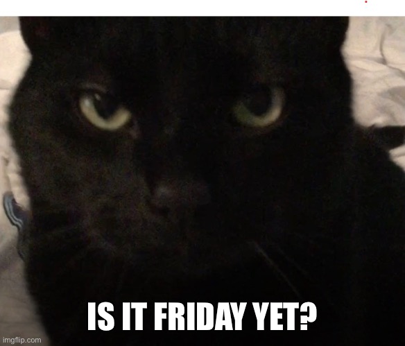 OG MR. KITTY | IS IT FRIDAY YET? | image tagged in og mr kitty | made w/ Imgflip meme maker