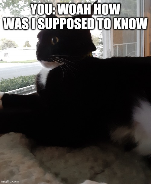 YOU: WOAH HOW WAS I SUPPOSED TO KNOW | image tagged in awkward catge | made w/ Imgflip meme maker