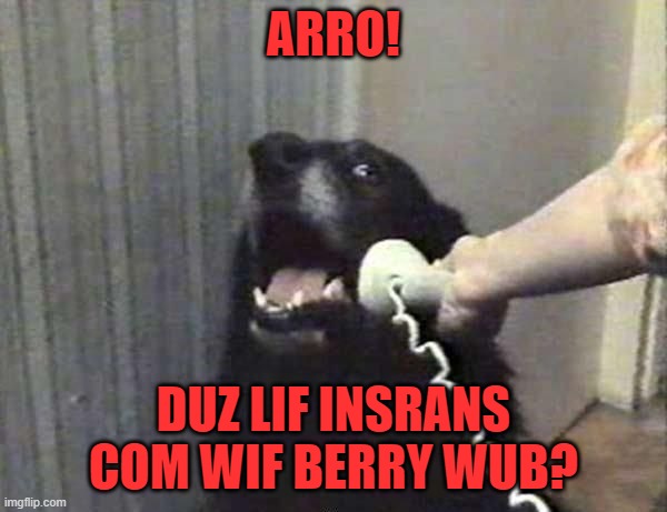Doggo is ready to make a purchase | ARRO! DUZ LIF INSRANS COM WIF BERRY WUB? | image tagged in dog phone,memes,life insurance,belly rub,arrow | made w/ Imgflip meme maker