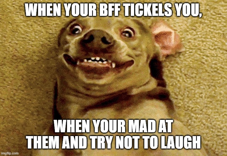 is this relatable? | WHEN YOUR BFF TICKELS YOU, WHEN YOUR MAD AT THEM AND TRY NOT TO LAUGH | image tagged in google images,funny dogs | made w/ Imgflip meme maker