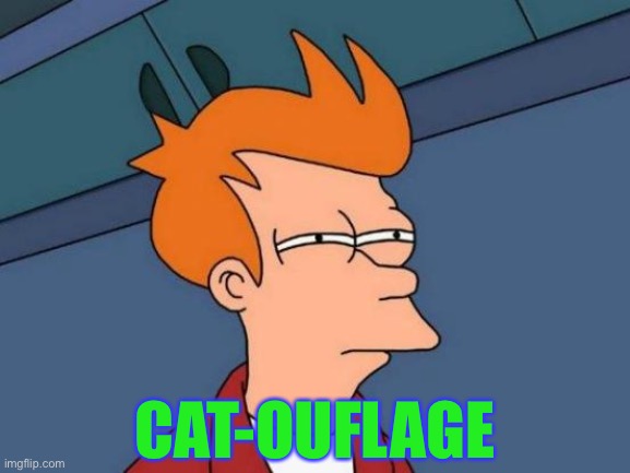 Futurama Fry Meme | CAT-OUFLAGE | image tagged in memes,futurama fry | made w/ Imgflip meme maker