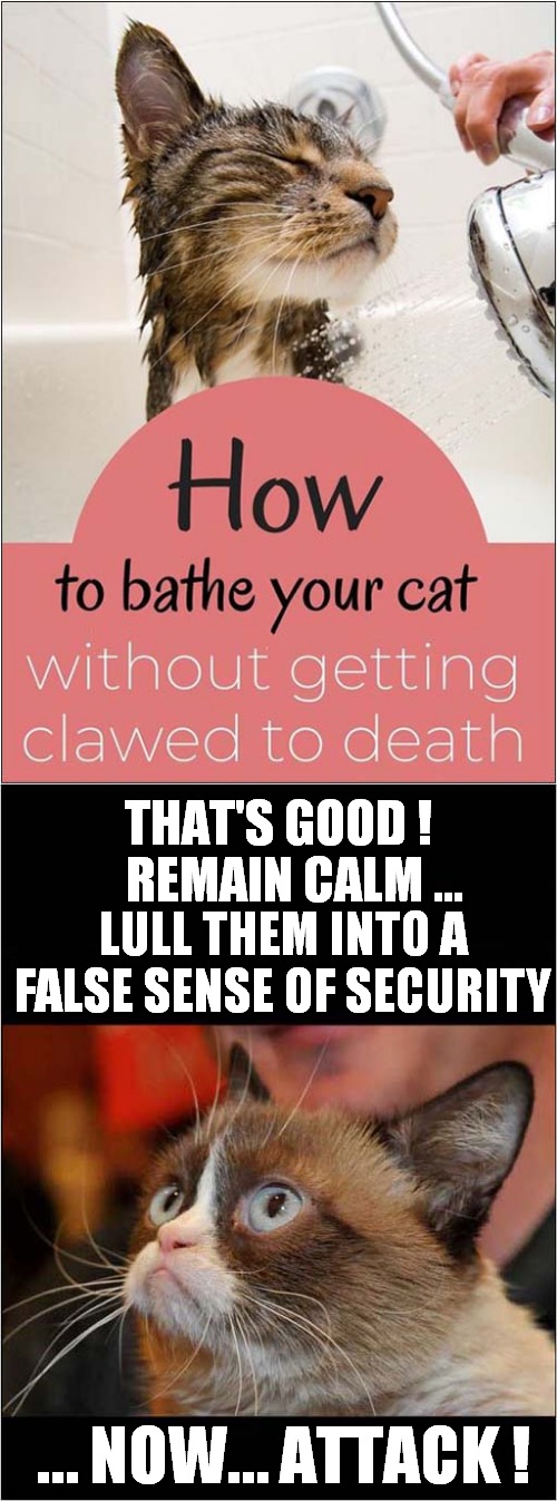 Grumpys Bath Time Fun | THAT'S GOOD ! REMAIN CALM ... LULL THEM INTO A FALSE SENSE OF SECURITY; … NOW… ATTACK ! | image tagged in fun,grumpy cat,bath time,cats | made w/ Imgflip meme maker