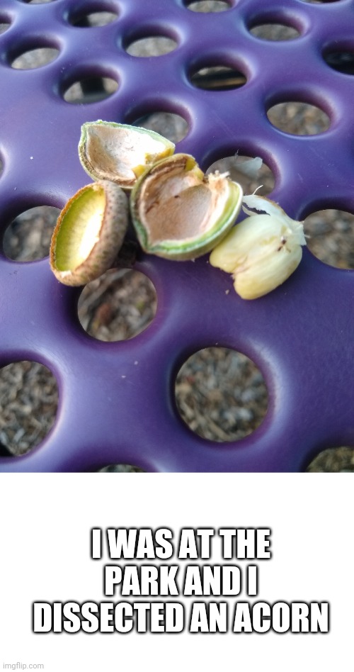 Acorn | I WAS AT THE PARK AND I DISSECTED AN ACORN | image tagged in transparent,acorns,nature | made w/ Imgflip meme maker