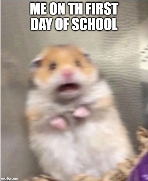 Scared Hamster | ME ON TH FIRST DAY OF SCHOOL | image tagged in scared hamster | made w/ Imgflip meme maker